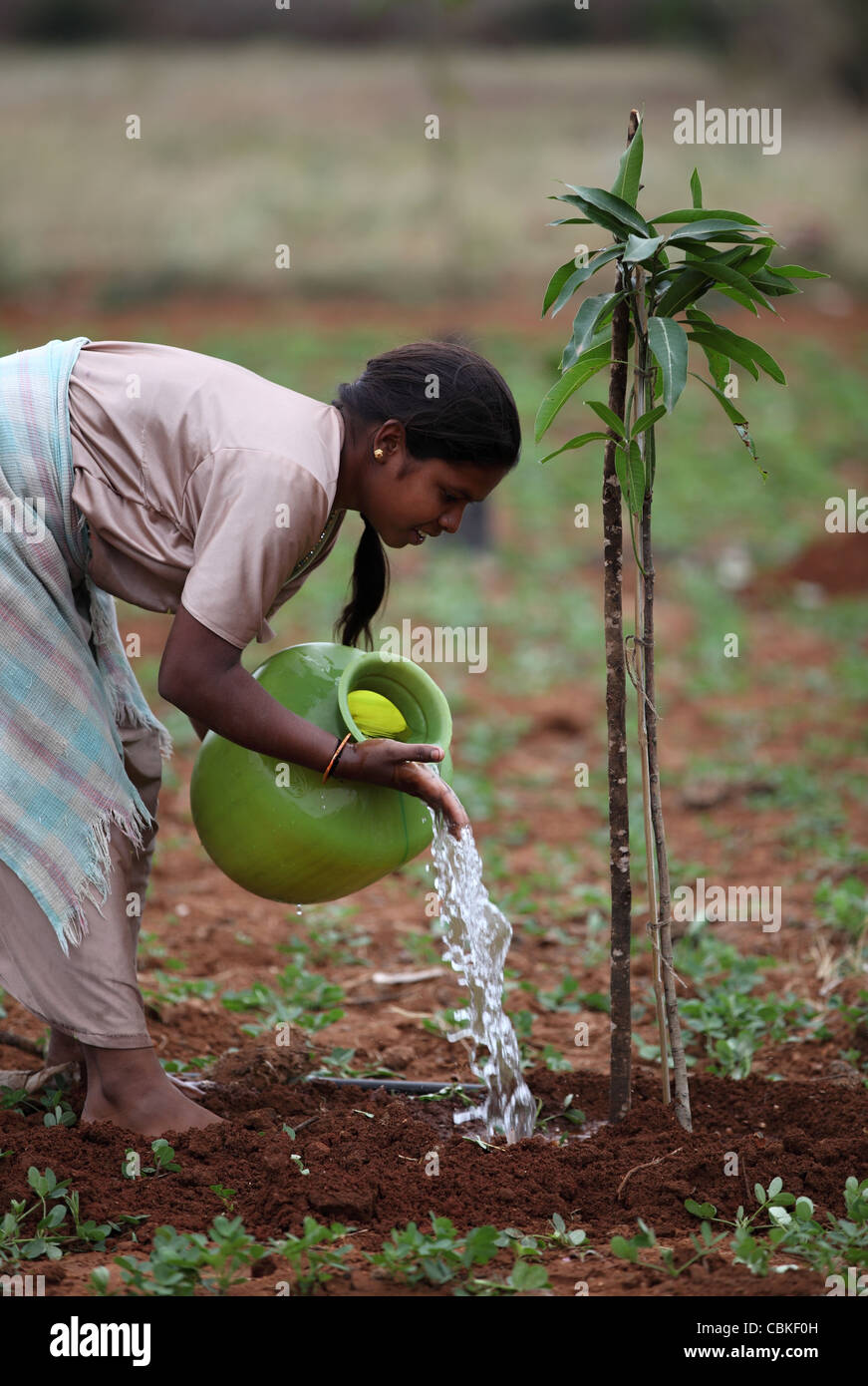 Watering tree High Resolution Stock Photography and Images Alamy