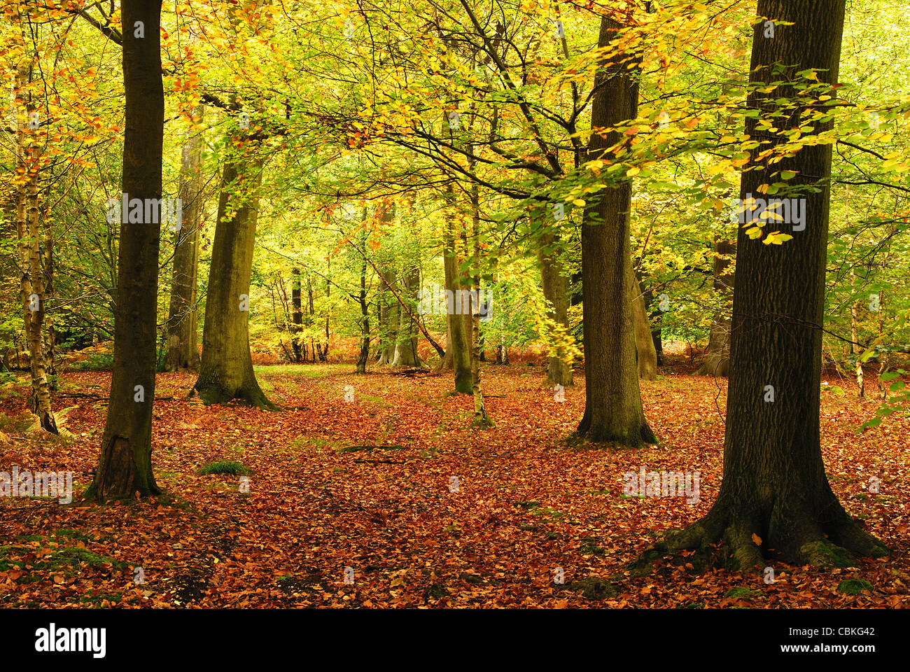 Lambridge Wood, near Henley-on Thames, UK. October 2011 Stock Photo