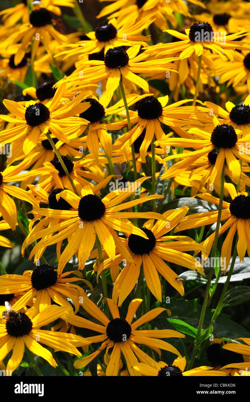 A mass of yellow rudbeckia flowers in summer UK Stock Photo