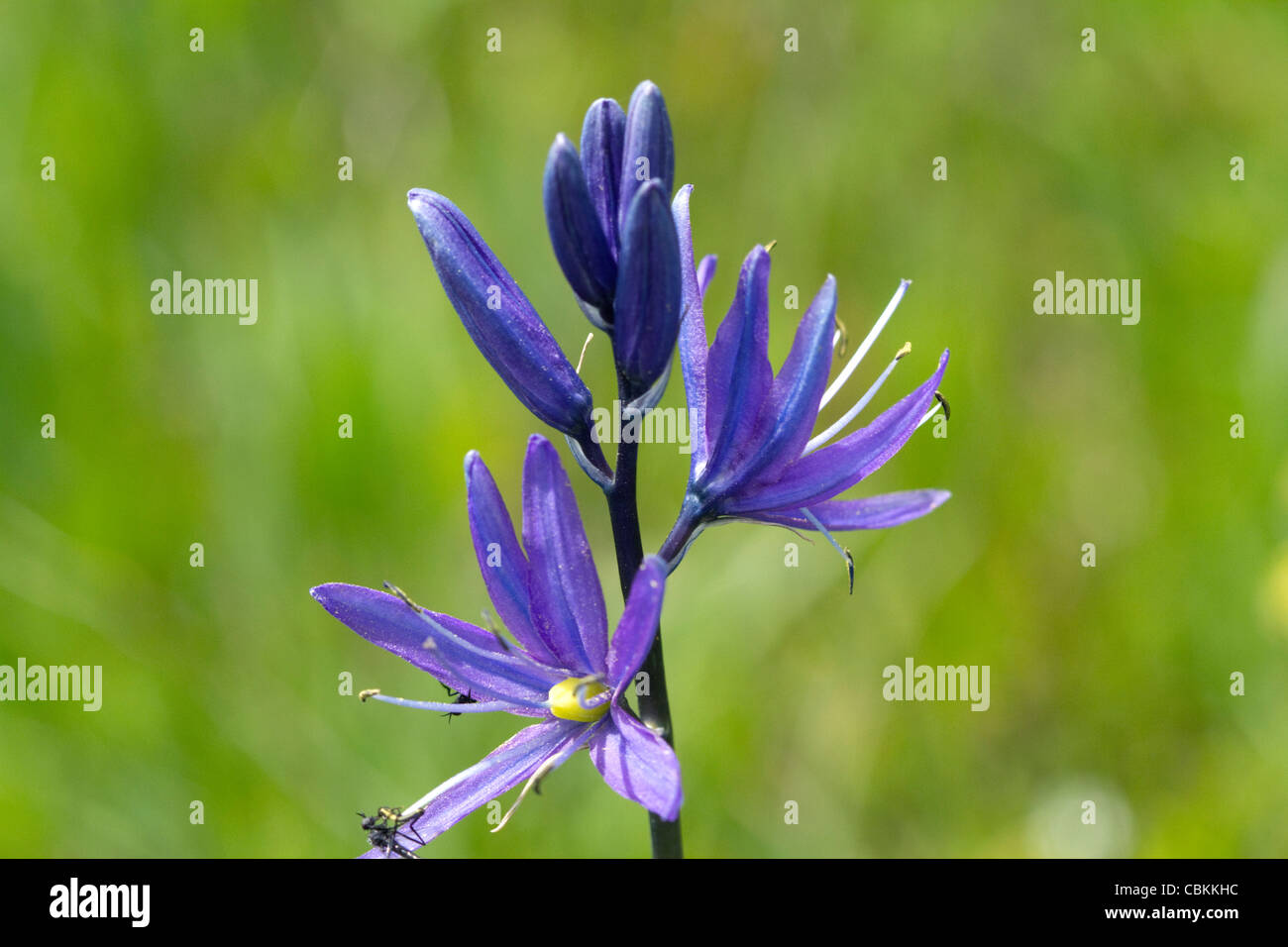 Camassia quamash, also known as Small Camas flowering perennial herb. Stock Photo