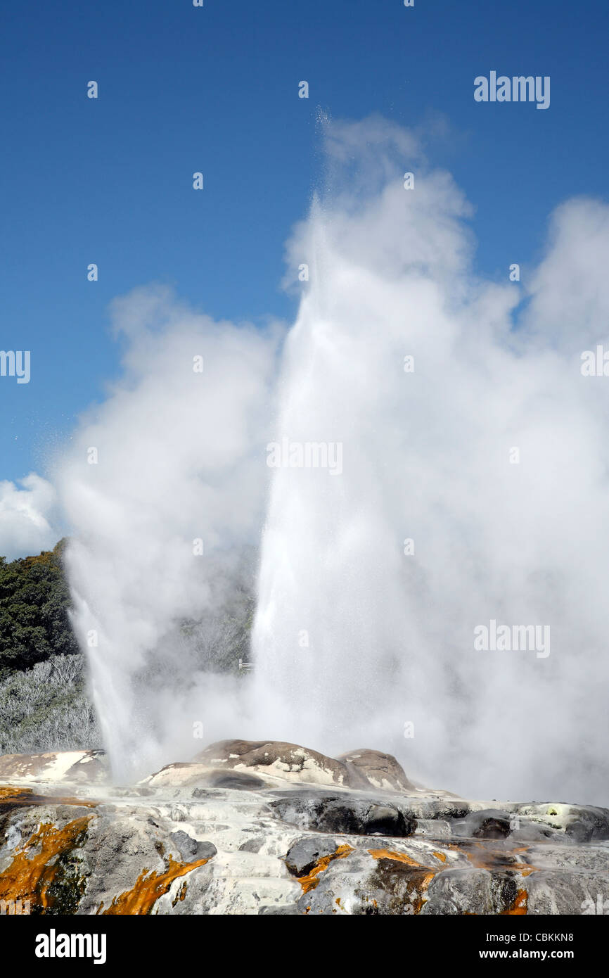 Prince of Wales Feathers Geyser and Pohutu Geyser erupting, Whakarewarewa Geothermal Area, Rotorua, New Zealand. Stock Photo