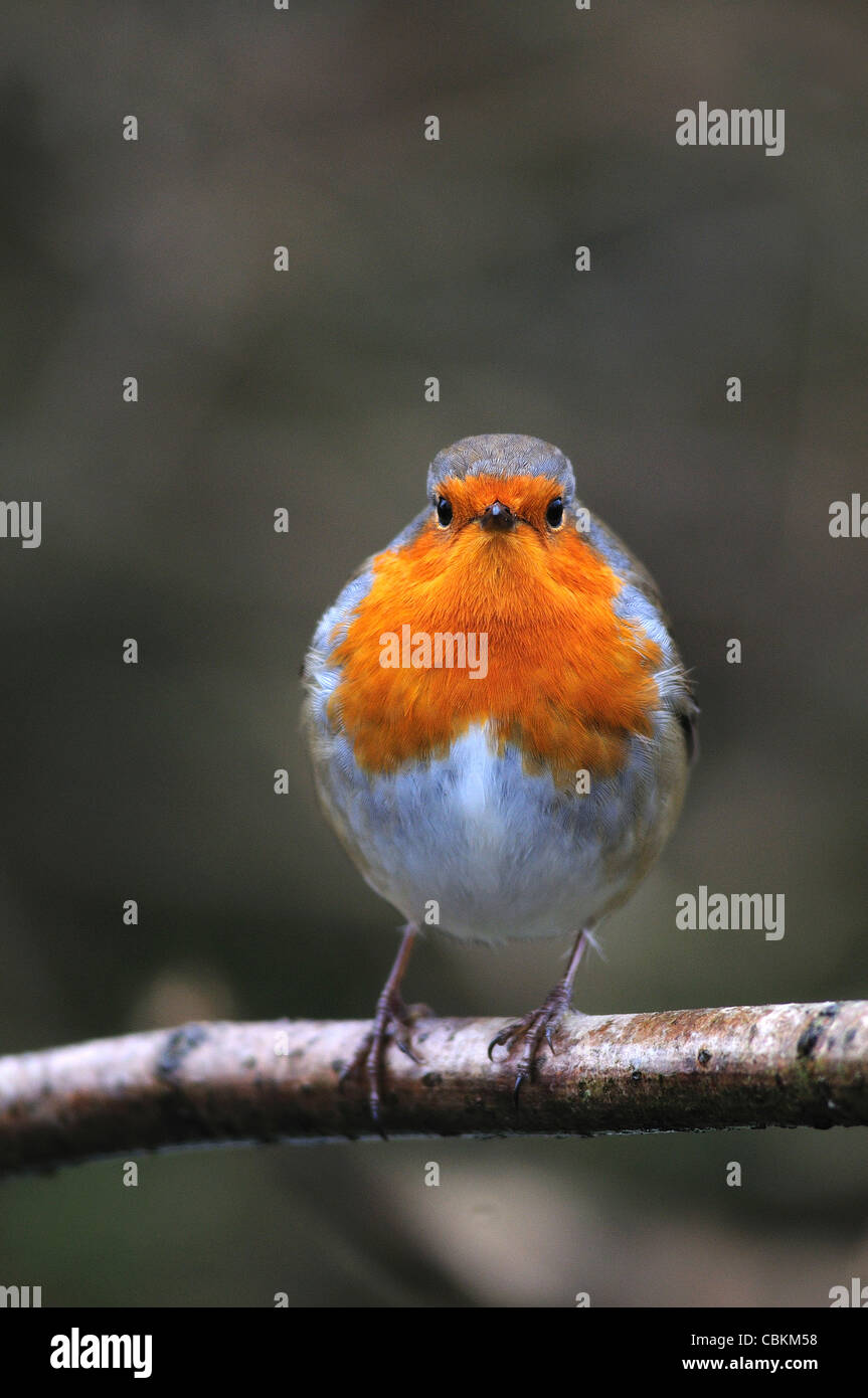 A robin perched cheekily on a twig UK Stock Photo