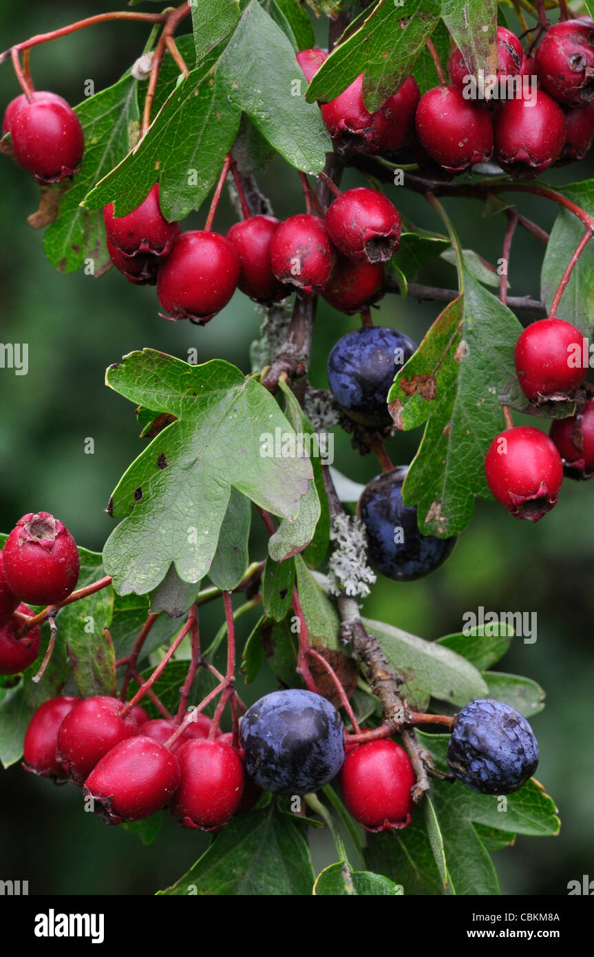 The hedgerow harvest sloe and hawthorn berries UK Stock Photo Alamy