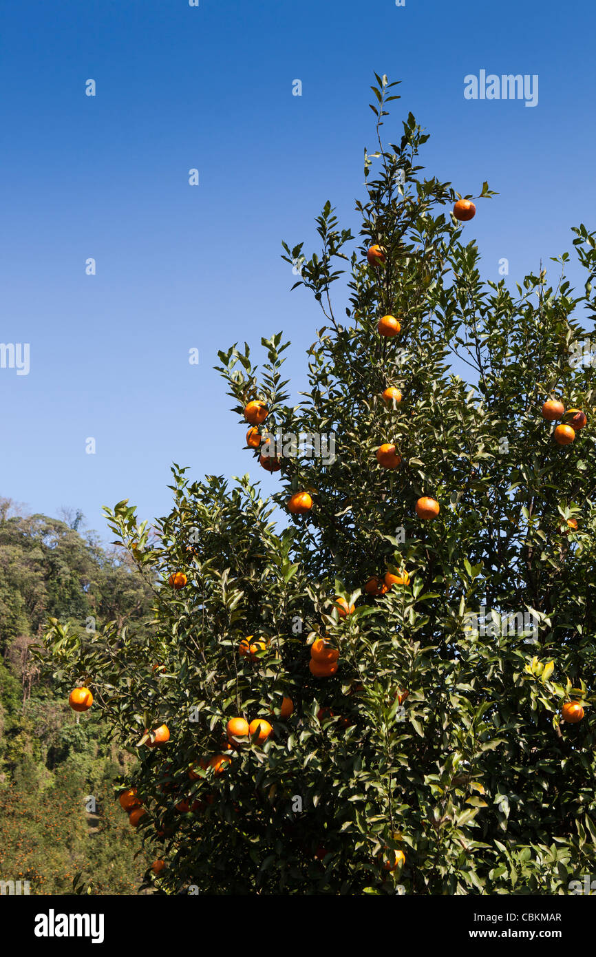 India, Arunachal Pradesh, Pasighat, hillside fruit farm oranges growing