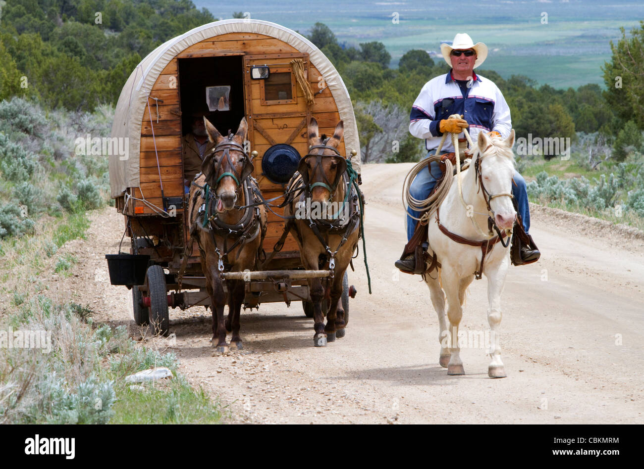 People mules mule domestic hi-res stock photography and images - Alamy