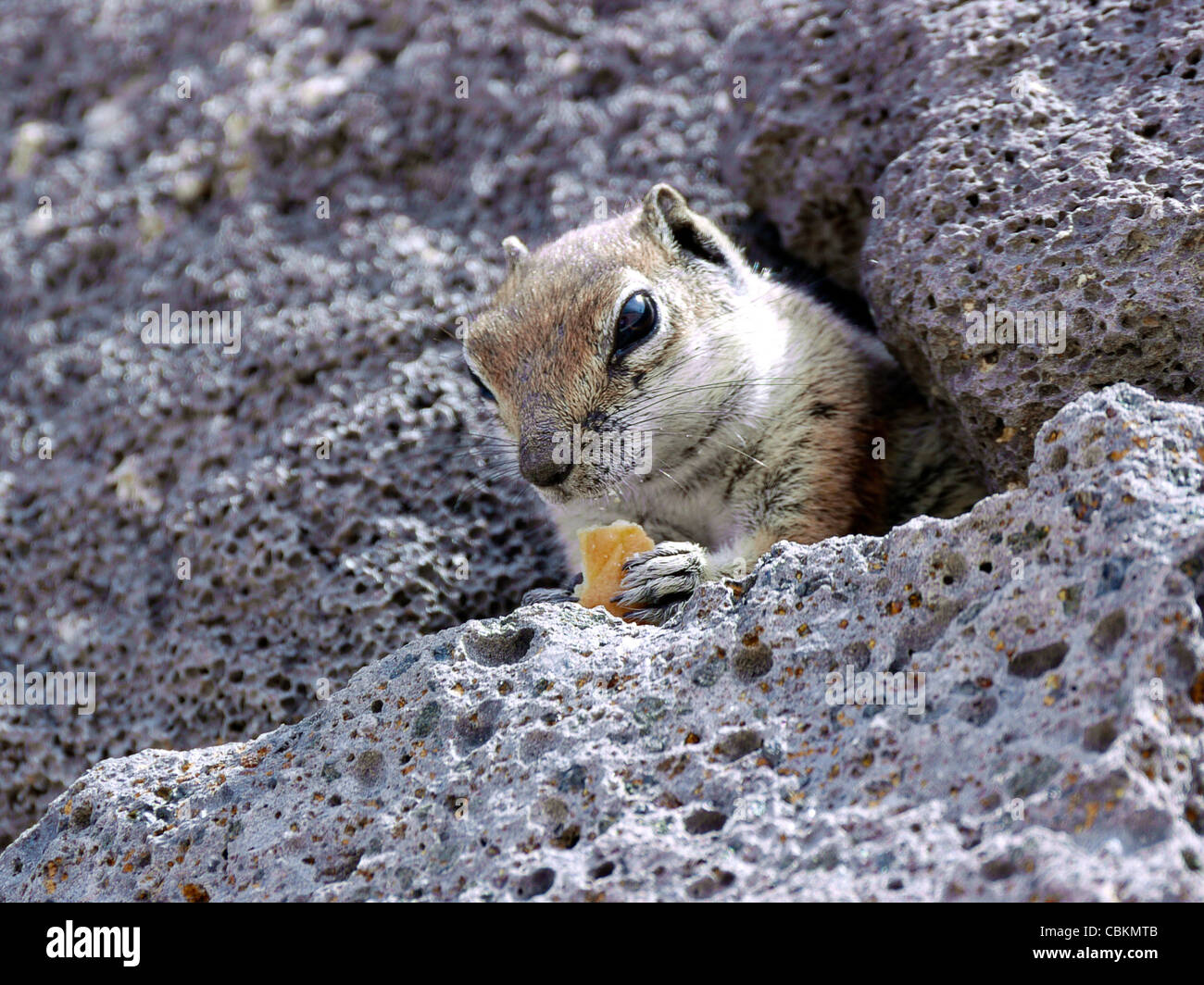 Glis glis mammals in the rocks on the shore line on Fuerteventura Island Stock Photo