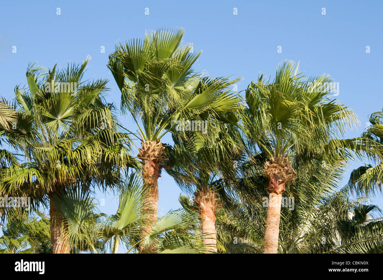Palm trees, Hurghada, Egypt Stock Photo Alamy
