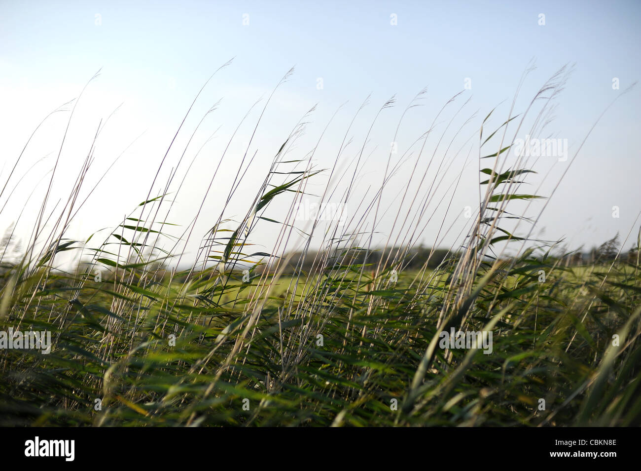 River bank grasses hi-res stock photography and images - Alamy