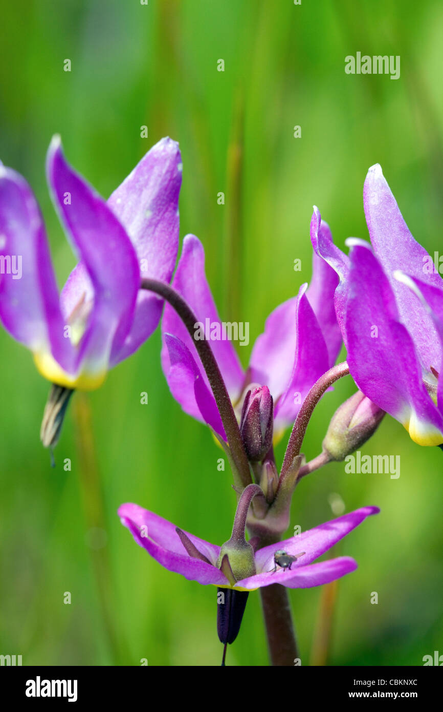 Dodecatheon pulchellum, commonly known as pretty shooting star flower in bloom. Stock Photo