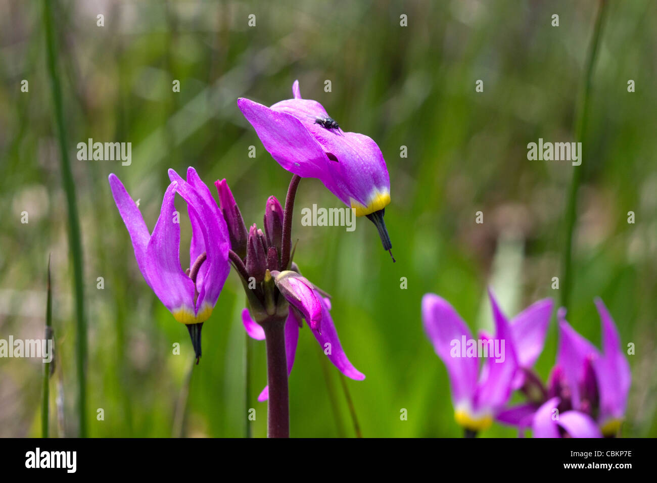 Dodecatheon pulchellum, commonly known as pretty shooting star flower in bloom. Stock Photo