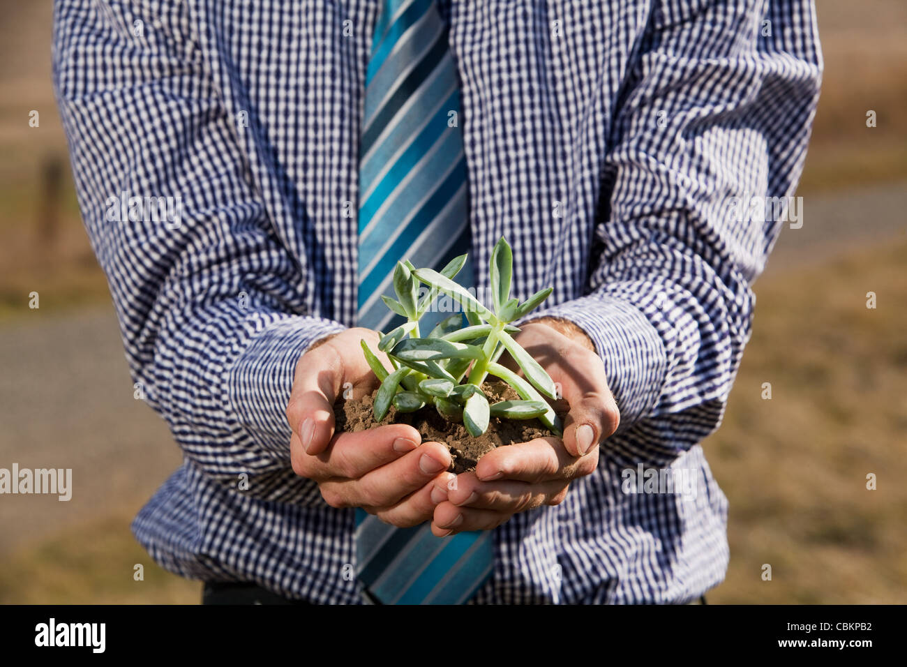 Man holding succulent in cupped hands Stock Photo