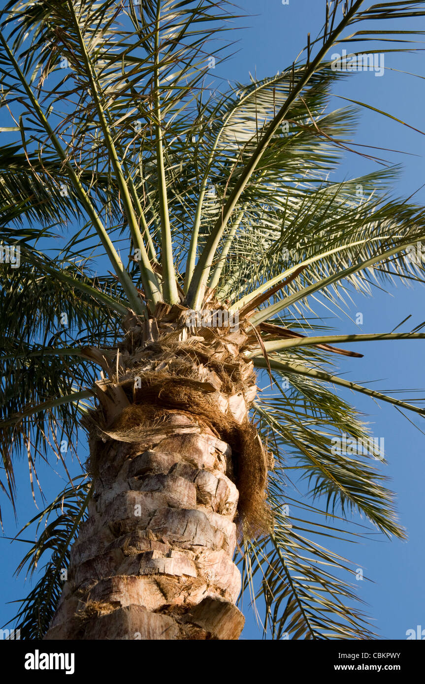 Palm tree, Hurghada, Egypt Stock Photo Alamy
