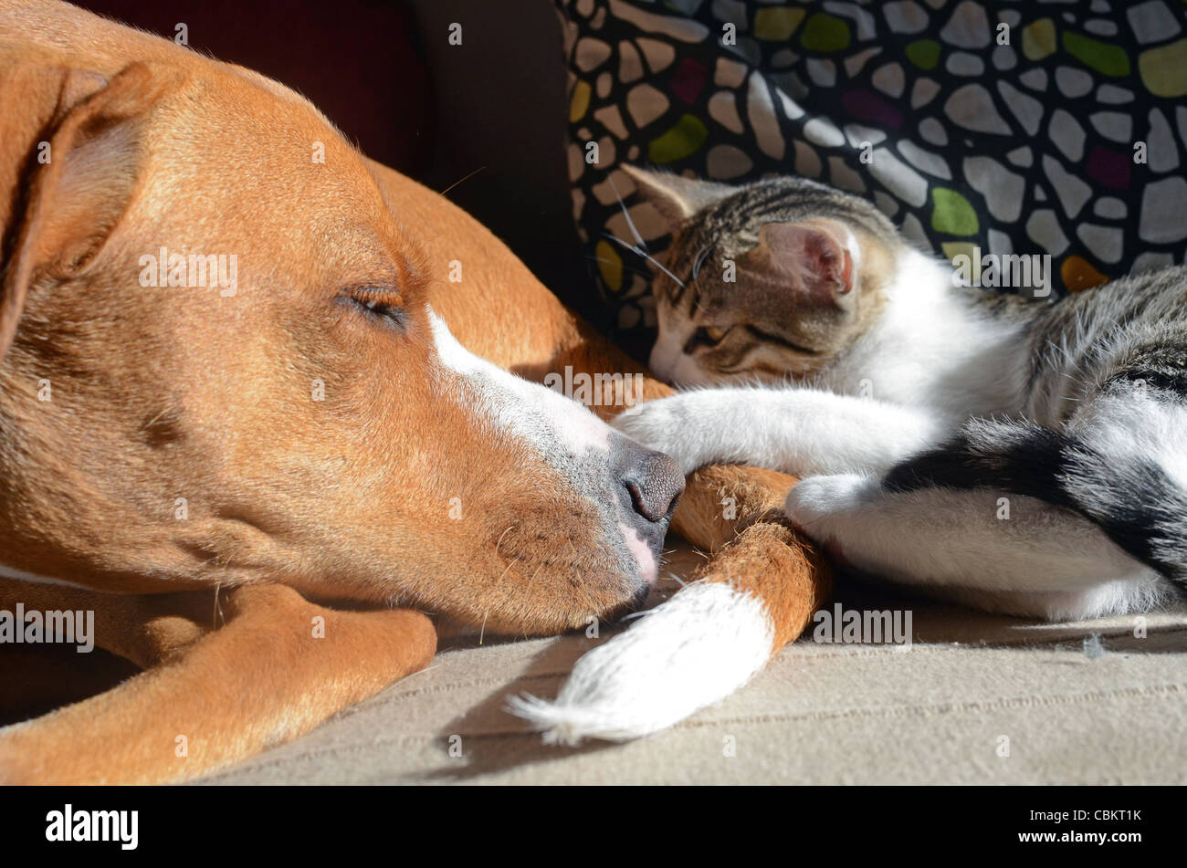 Cute kitten with dog Stock Photo Alamy