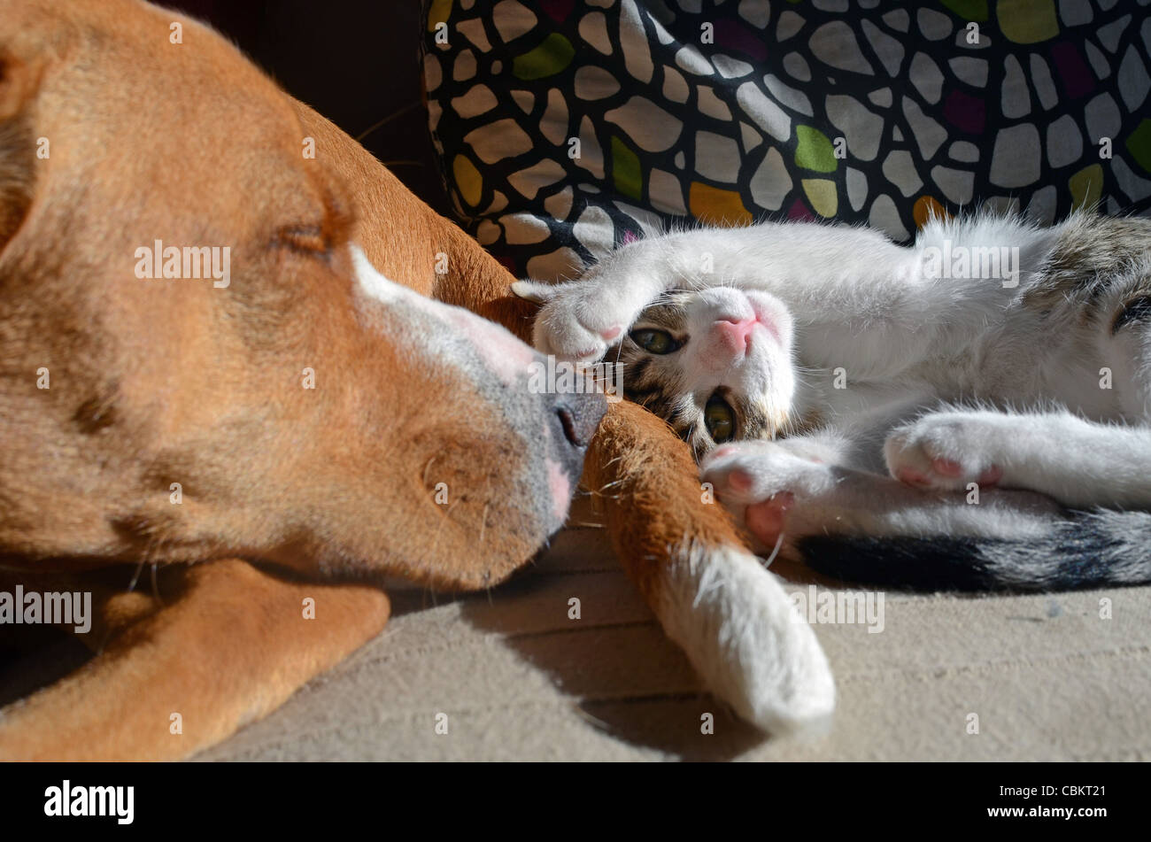 Cute kitten with dog Stock Photo Alamy