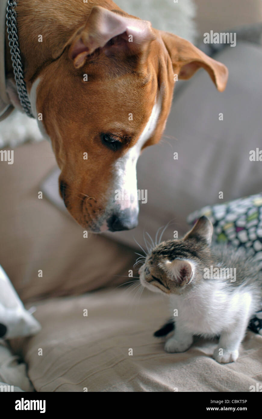 View of Few weeks old kitten interacting with dog Stock Photo - Alamy