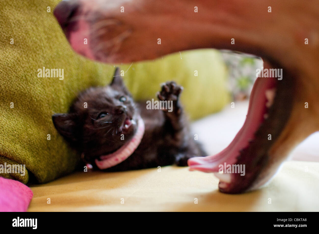 1 month old black kitten playing with a dog Stock Photo