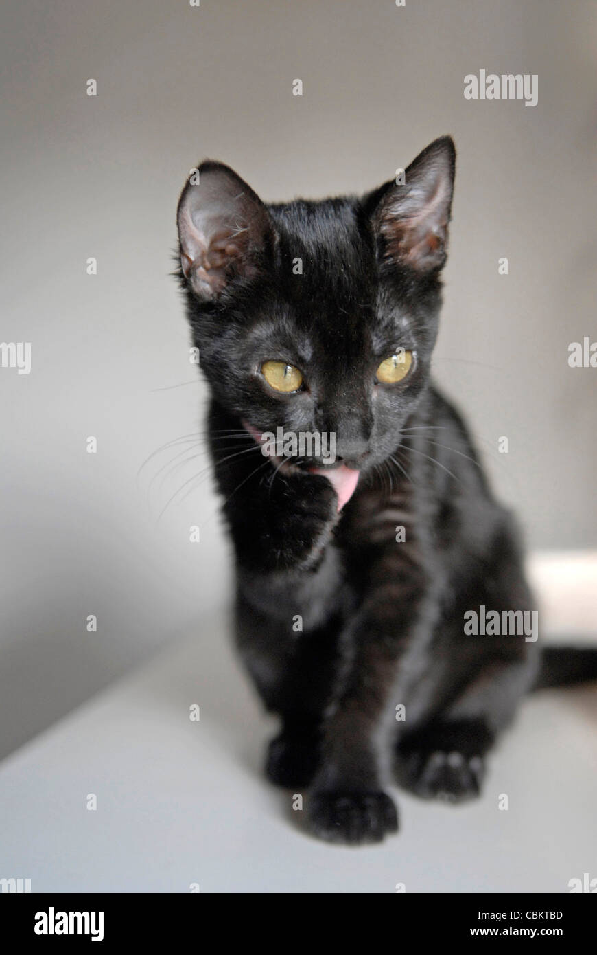 Black Kitten cleaning her paw Stock Photo Alamy