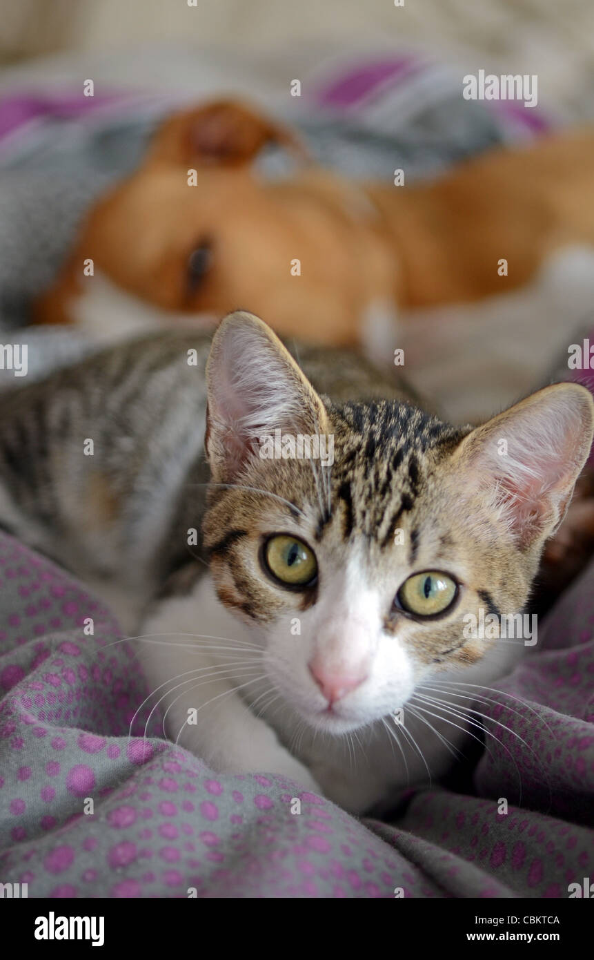 Stunning Watching Dog And Cat Interaction Strategies For Kitten Advice Use In image