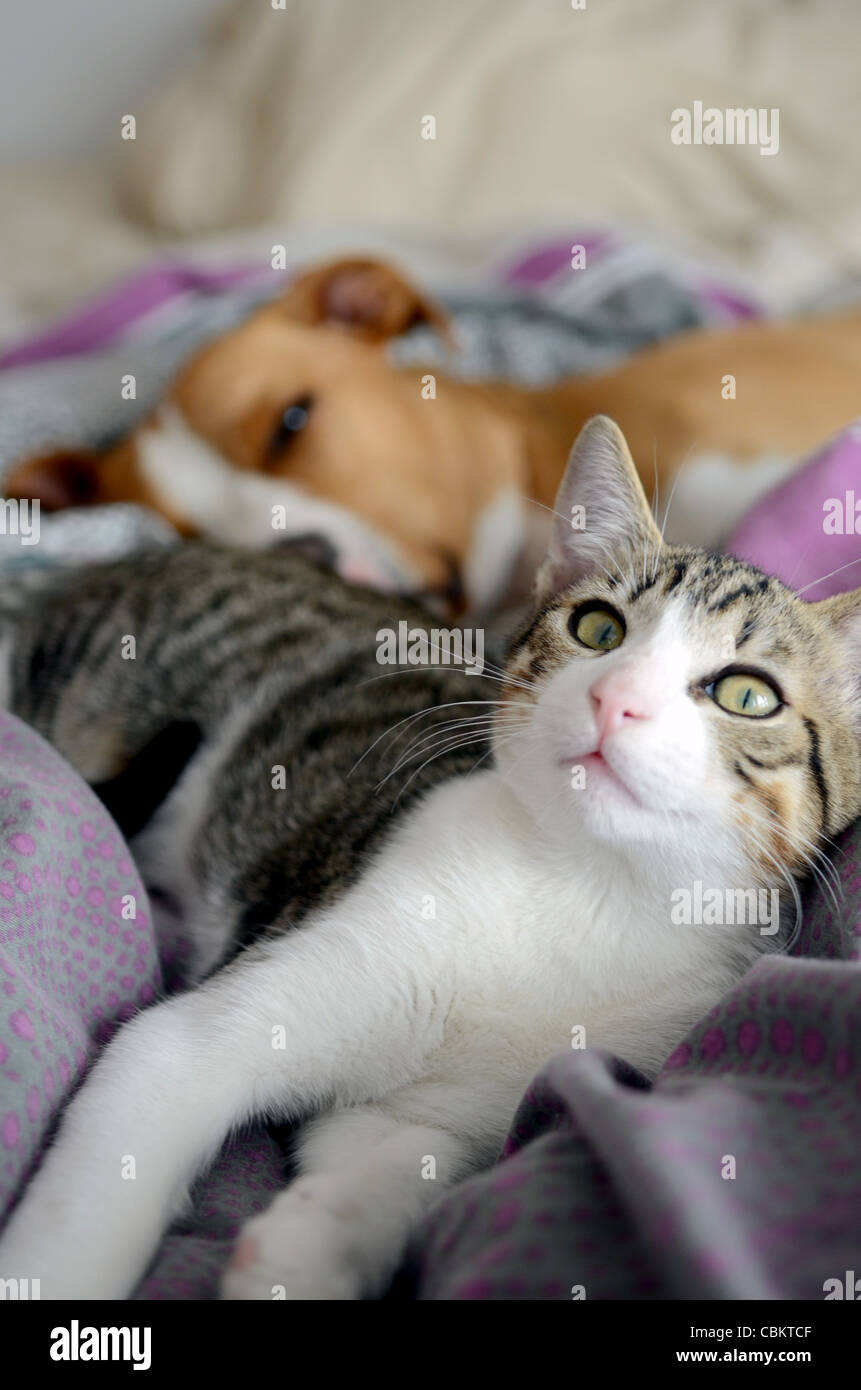 Dog and Kitten interact at home Stock Photo Alamy