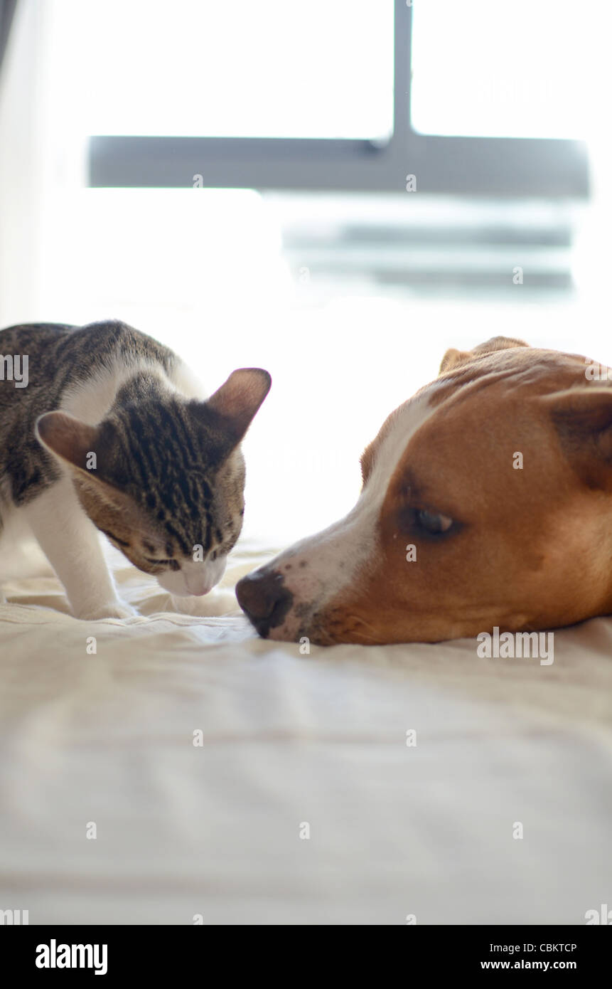 Dog and Kitten interact at home Stock Photo Alamy