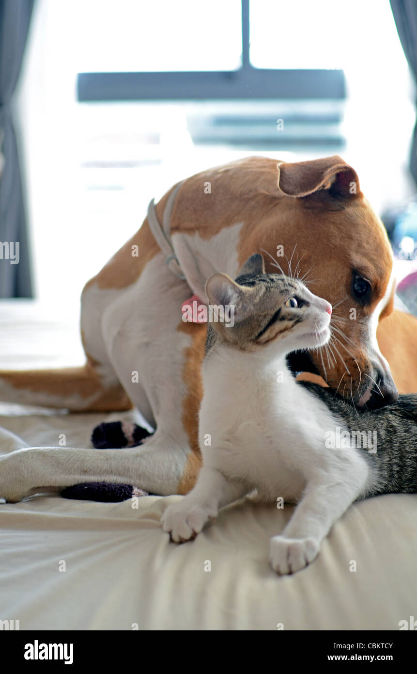 Dog and Kitten interact at home Stock Photo Alamy