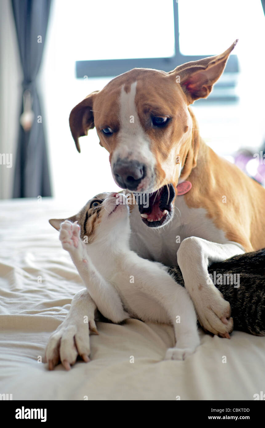Dog and Kitten interact at home Stock Photo