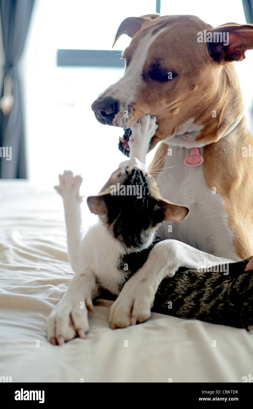 Dog and Kitten interact at home Stock Photo Alamy
