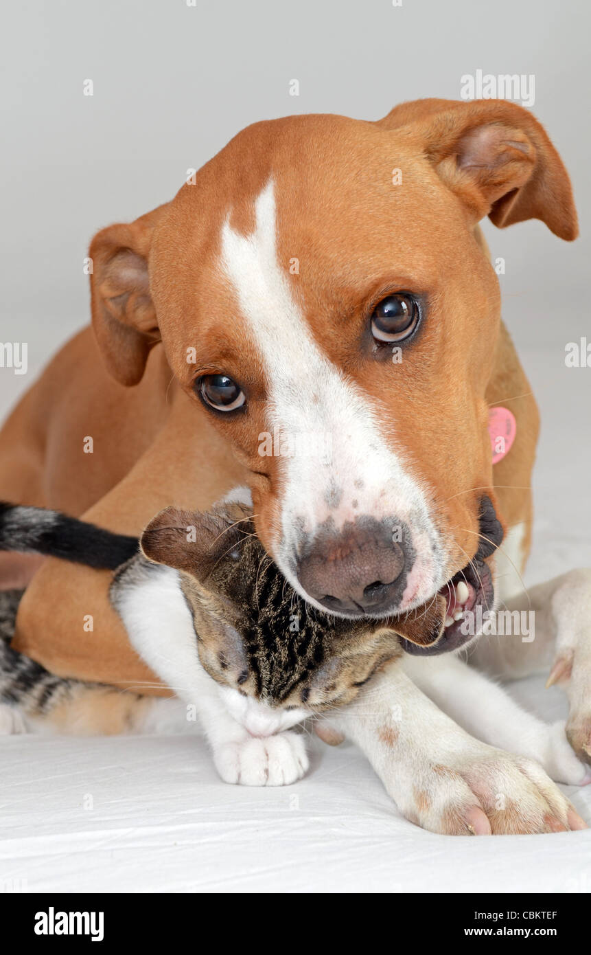 Dog and Kitten interact at home Stock Photo - Alamy