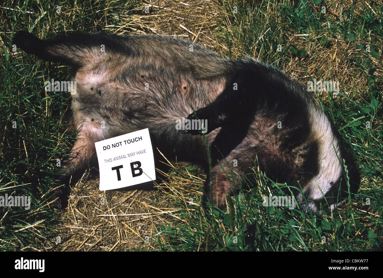 Dead Badger -  with TB warning Stock Photo