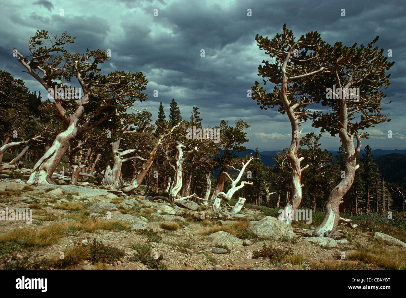 Bristlecone Pine trees (Pinus aristata) Mt. Evans Wilderness area, Colorado US. Stock Photo