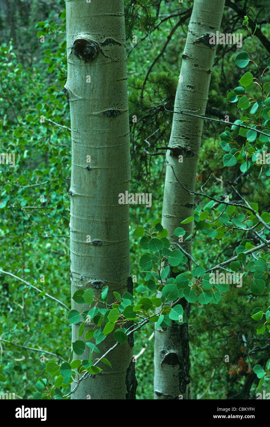 Quaking Aspen (Populus tremuloides) tree trunks and leaves in summer