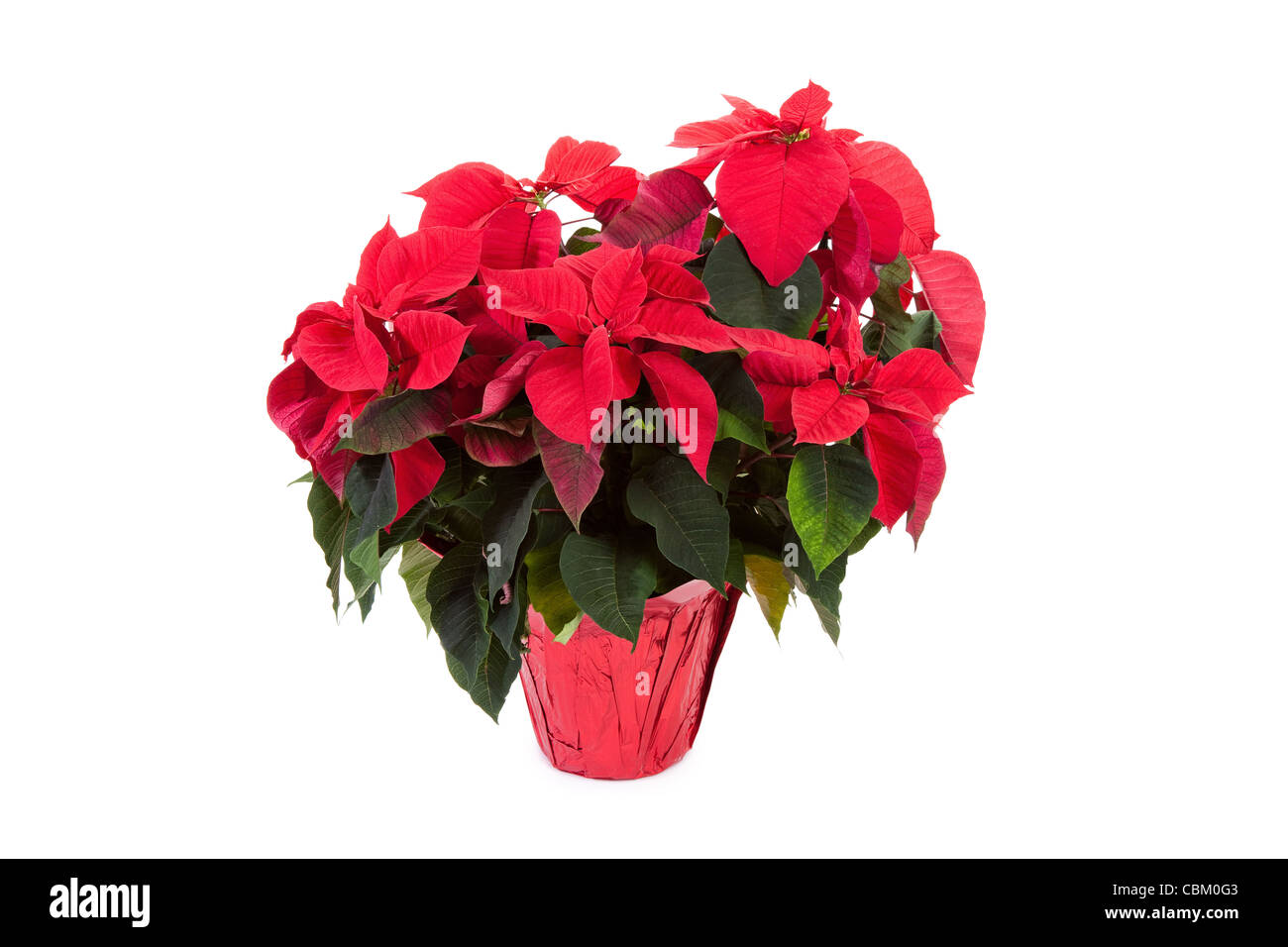Poinsettia for Christmas Decoration Stock Photo