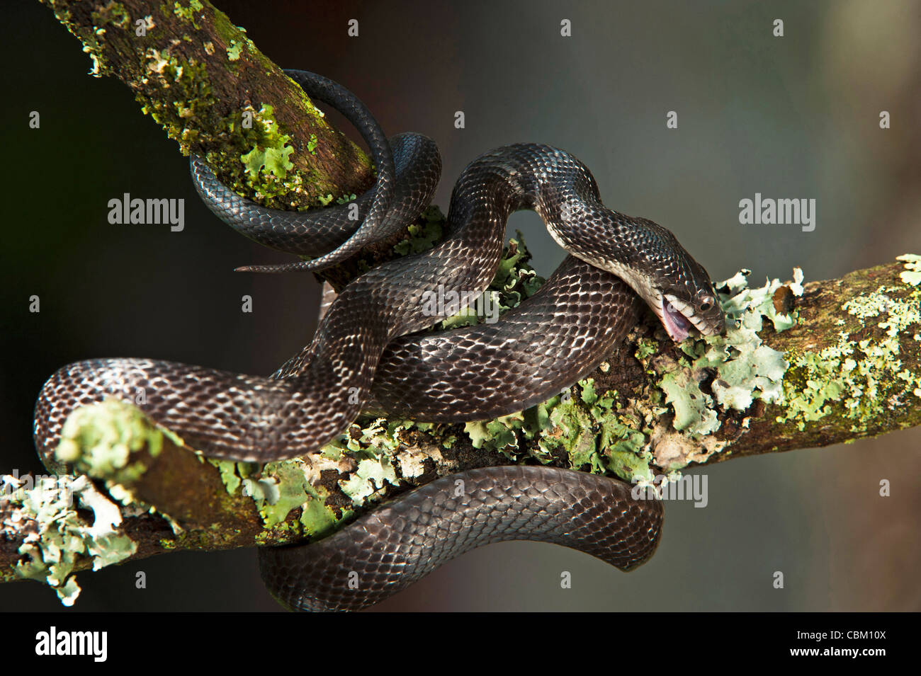 Black Rat Snake (Elaphe obsoleta), Captive. USA Stock Photo