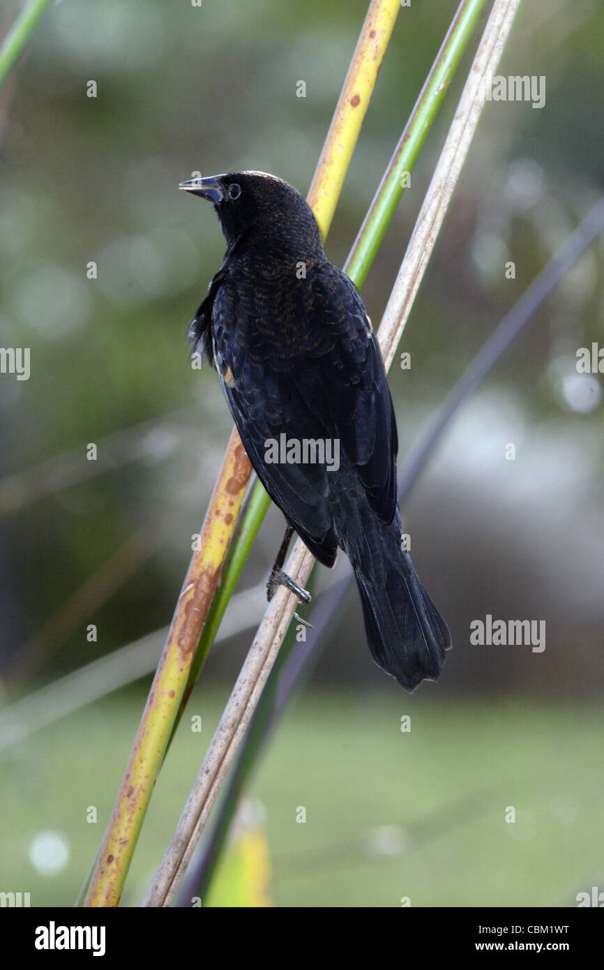 Red-winged blackbird male Stock Photo