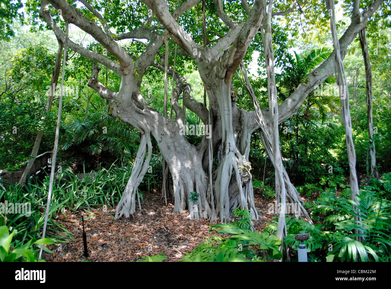 Banyan tree (Ficus benghalensis Stock Photo Alamy