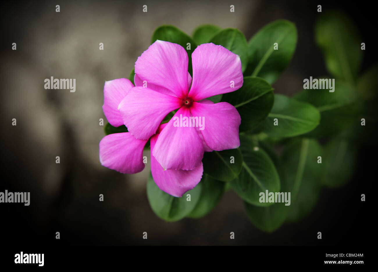 Purple indian flowers hi-res stock photography and images - Alamy