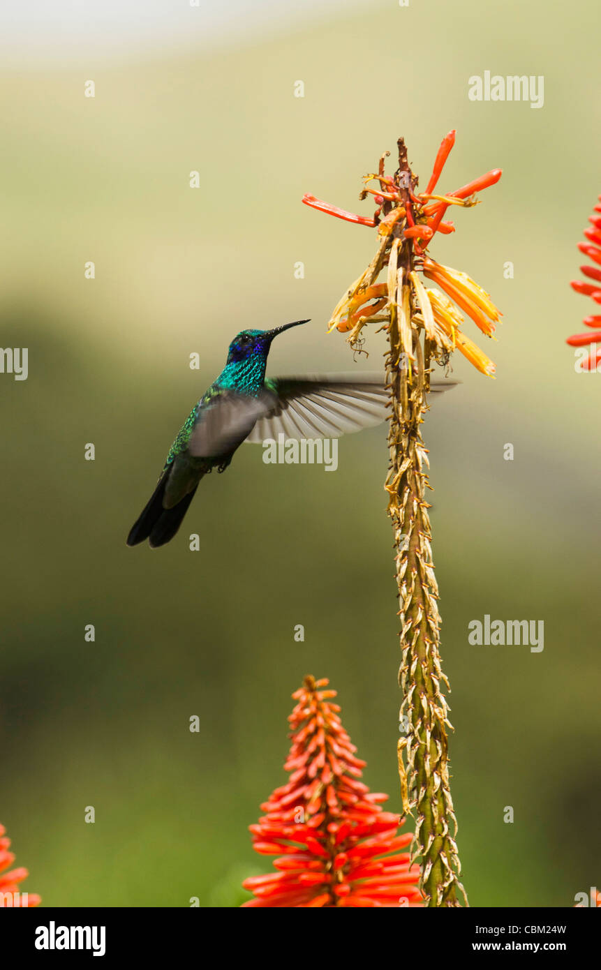 Sparkling Violetear Hummingbird (Colibri coruscans), base of Chimborazo  Volcano, Andes, Ecuador, South America Stock Photo - Alamy