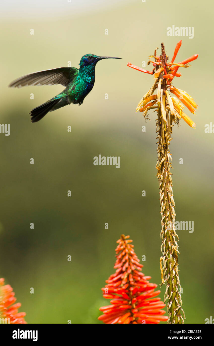 Ecuador flower andes mountain hi-res stock photography and images - Alamy