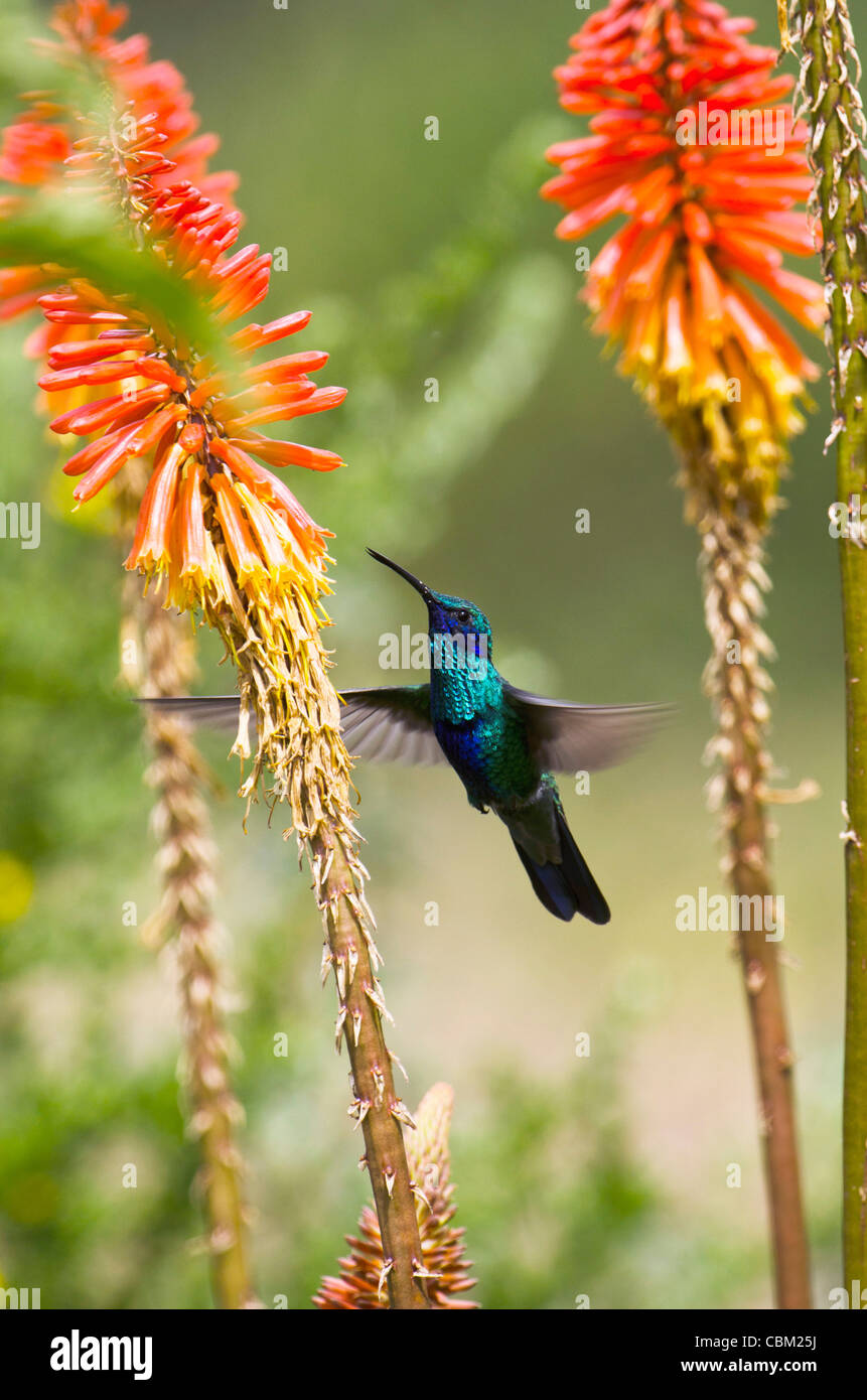Ecuador flower andes mountain hi-res stock photography and images - Alamy