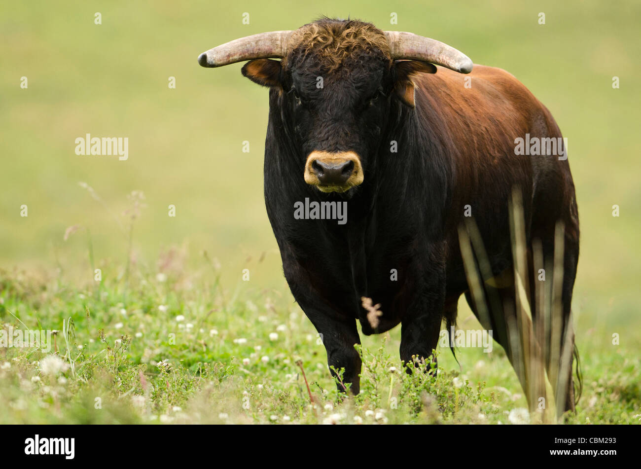 Bull Fighting Bull from Spanish Stock, base of Chimborazo Volcano ...