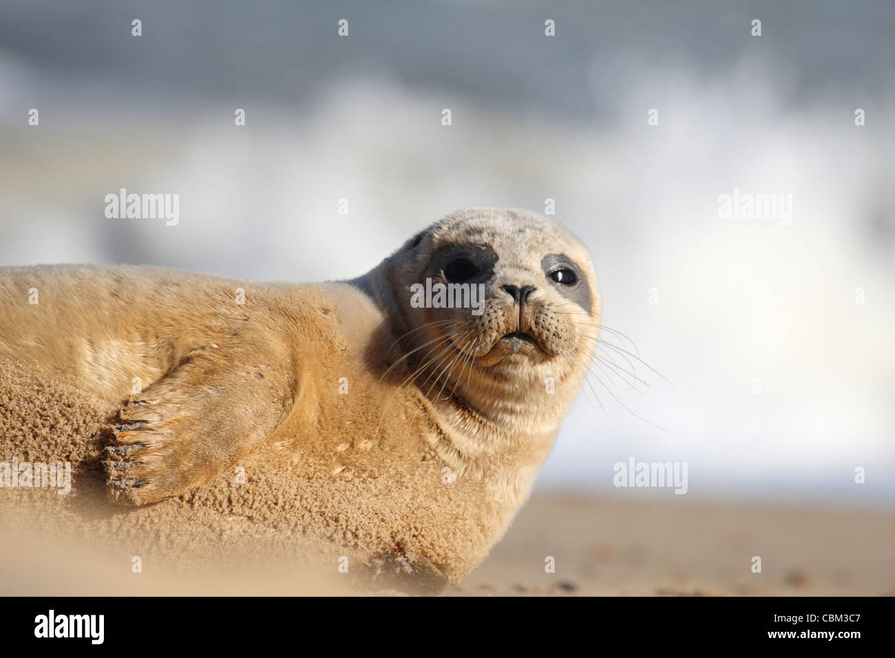 Grey seal lying on sandy beach Stock Photo - Alamy