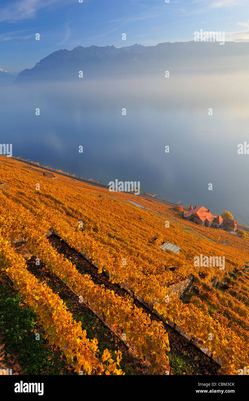 The Swiss vineyards of Lavaux, on the side of Lac Leman (Lake Geneva) in the autumn with mist on the lake Stock Photo