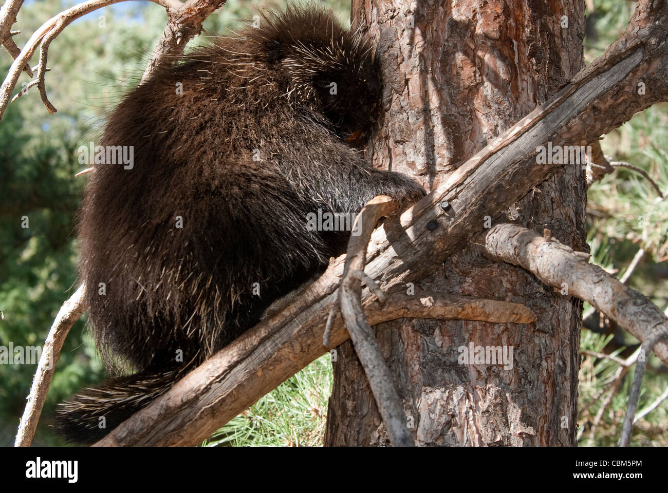North American Porcupine Erethizon dorsatum Rio Grande County Colorado USA Stock Photo