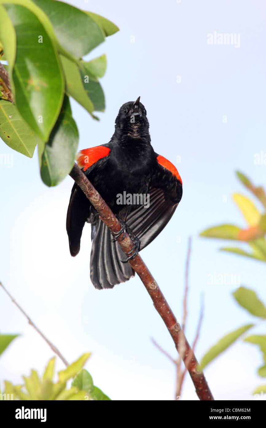 Red-winged blackbird male Stock Photo