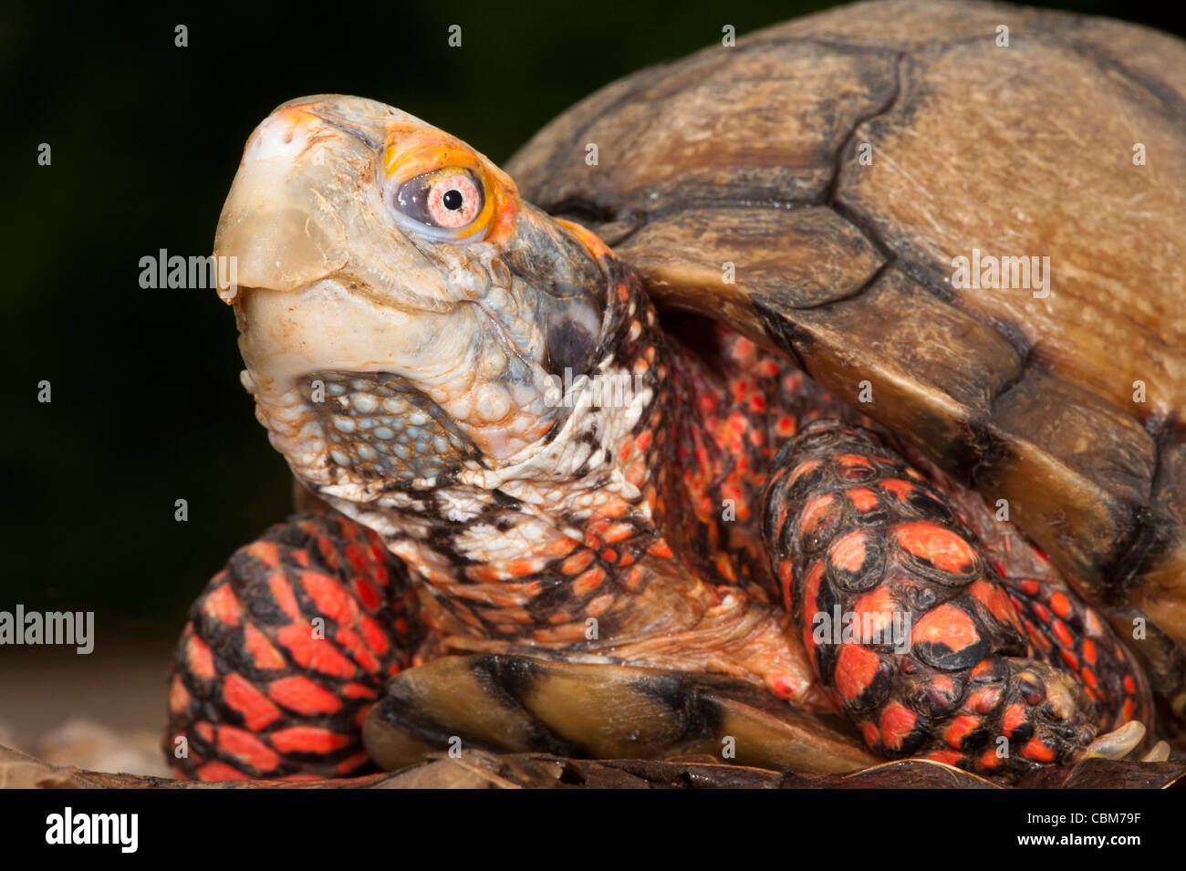 Mexican Box Turtle (Terrapene carolina mexicana), Captive. Mexico Stock ...