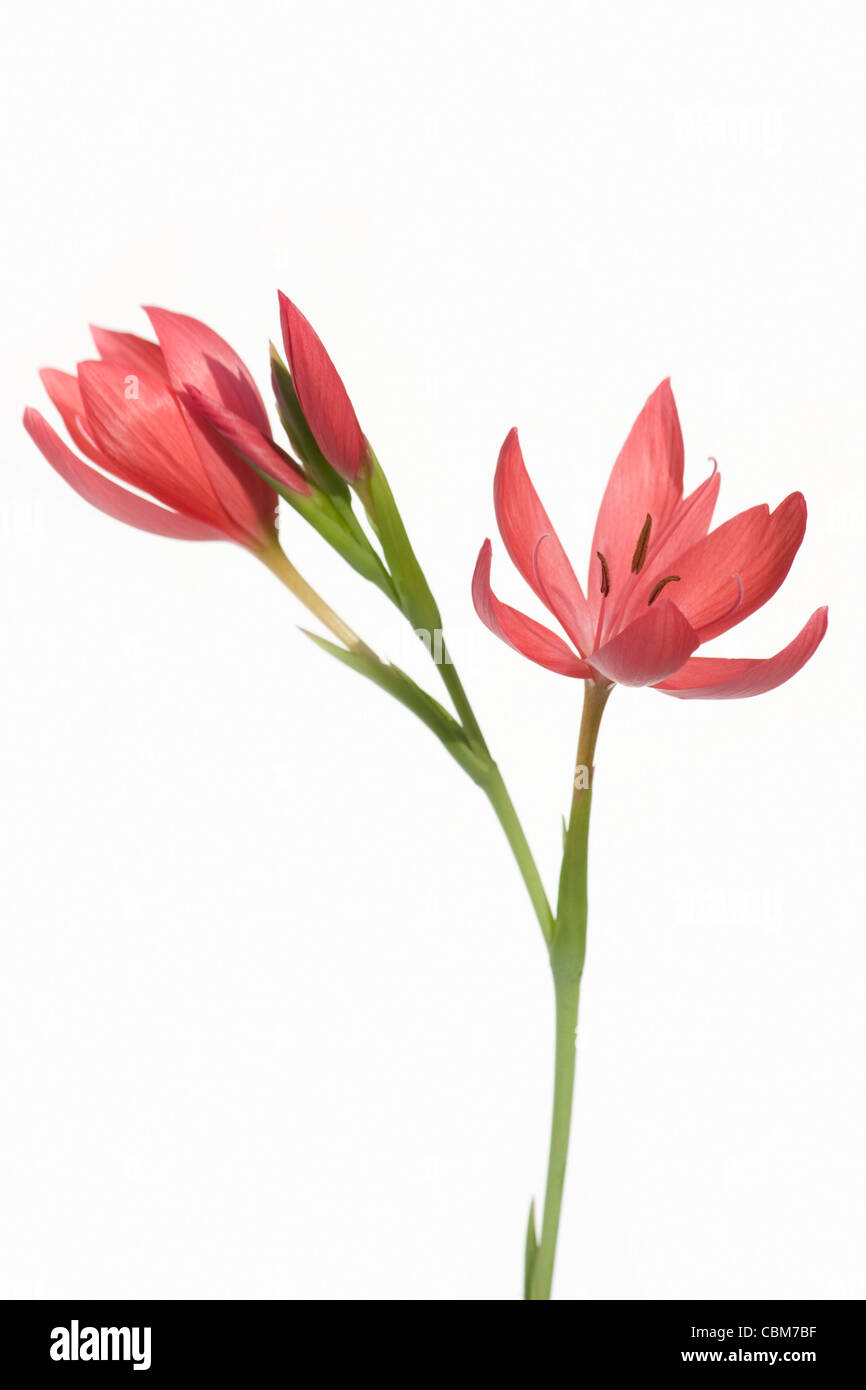 Kaffir Lily on white background Stock Photo
