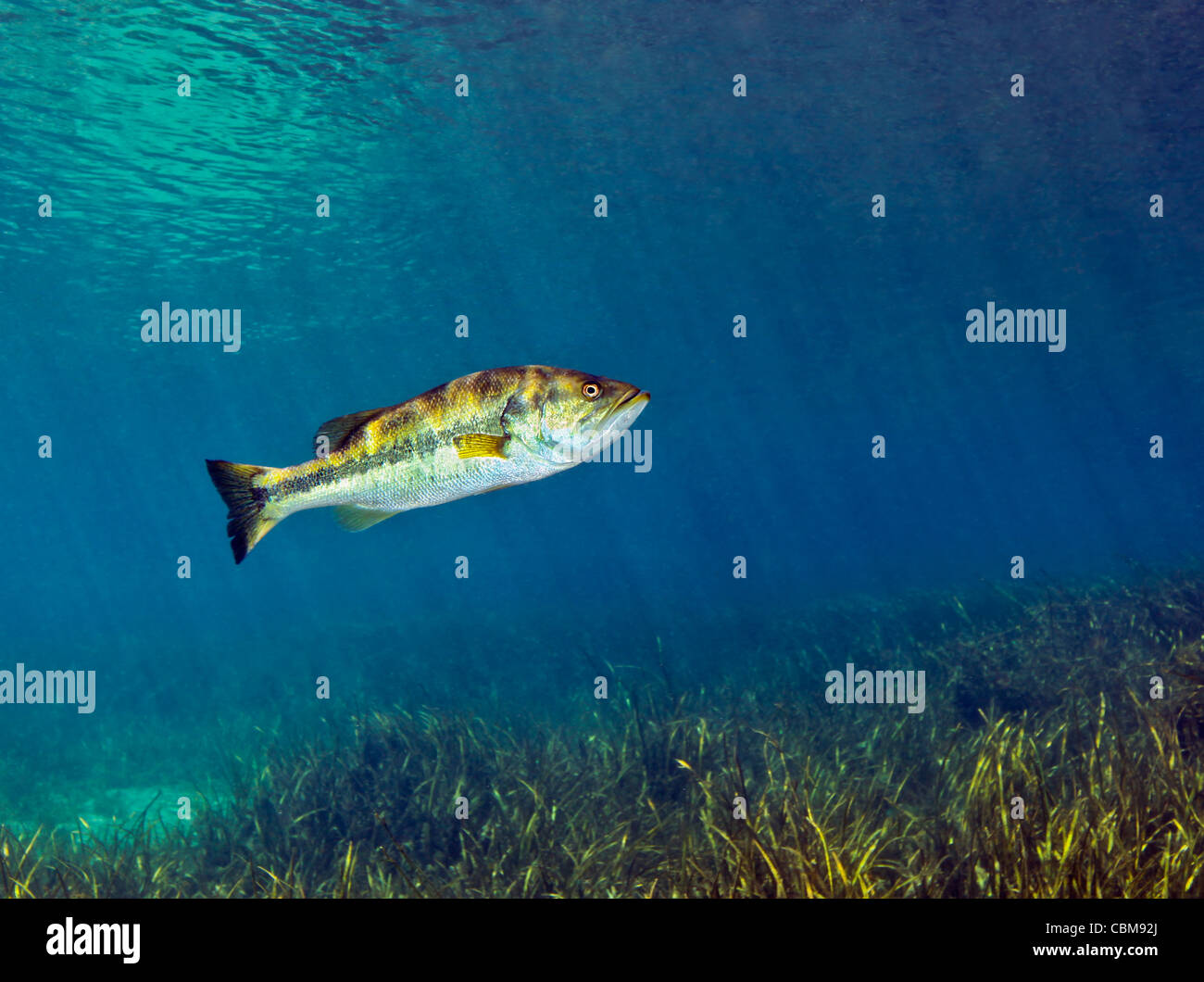 A Florida Largemouth Bass swims over the grassy river bottom. Stock Photo