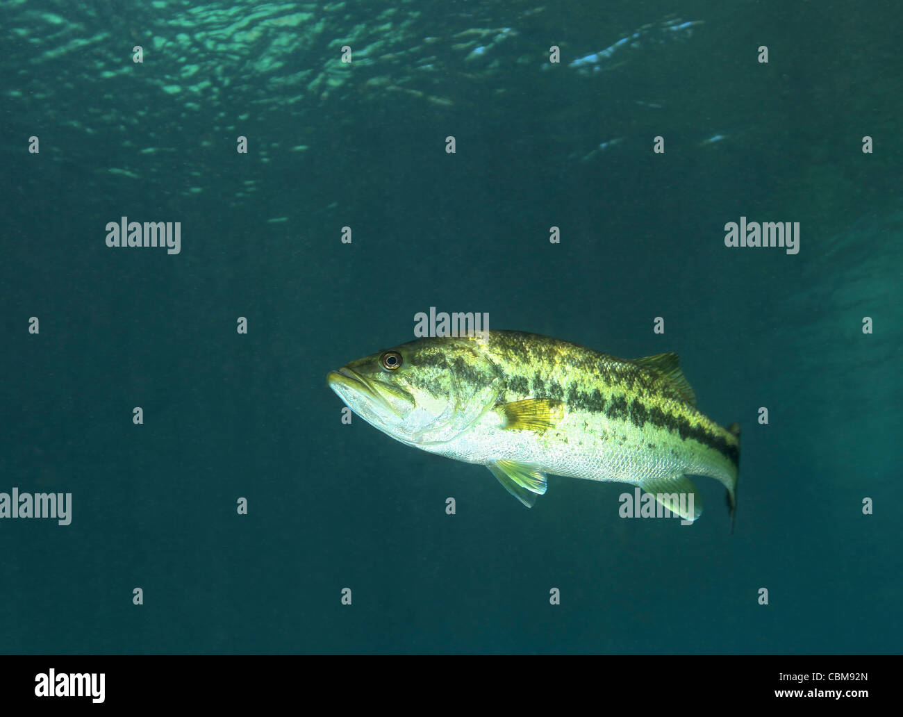 A Florida Largemouth Bass in the clear waters of Rainbow River, Florida. Stock Photo