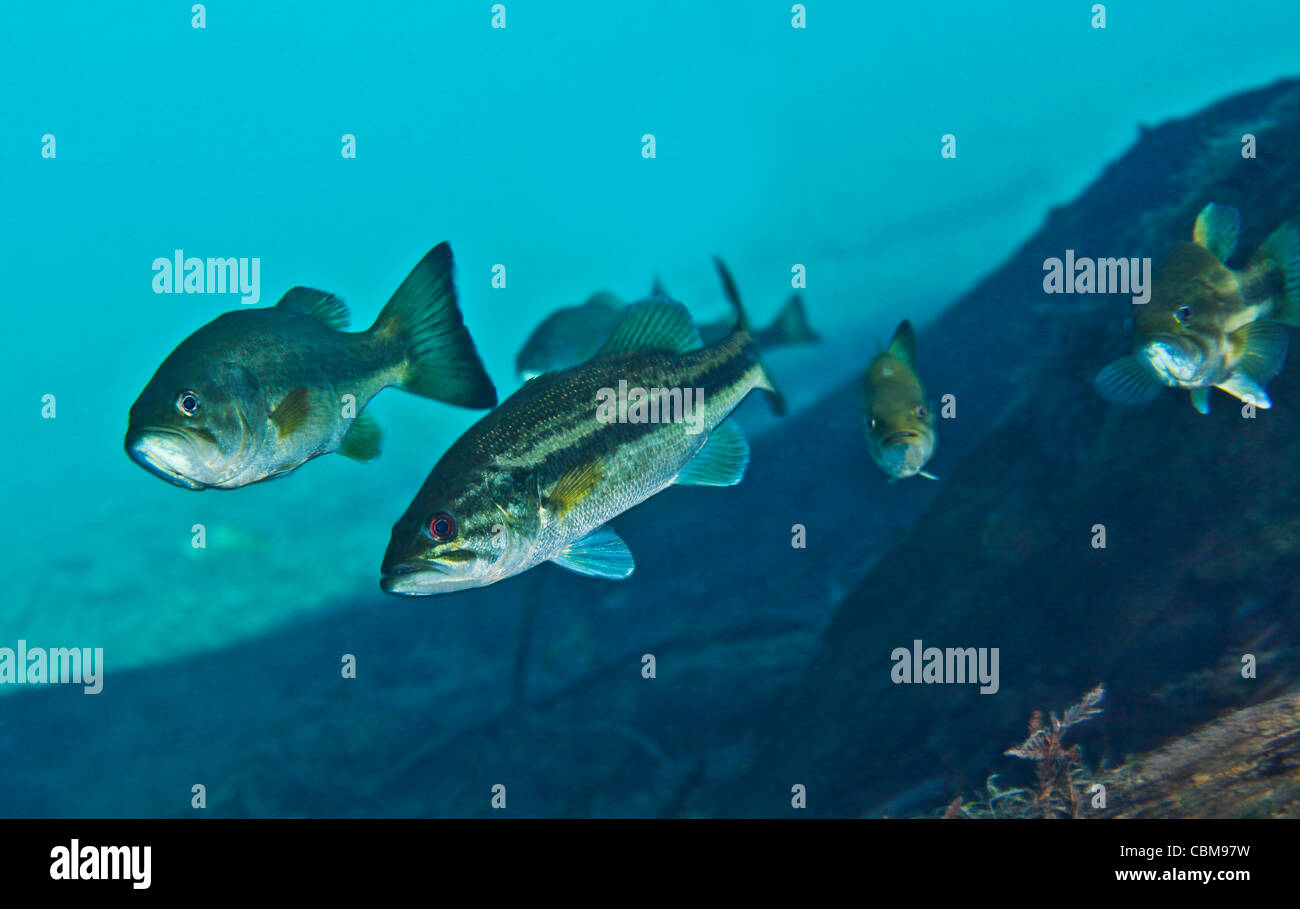 A gang of Largemouth Bass swimming upstream. Stock Photo