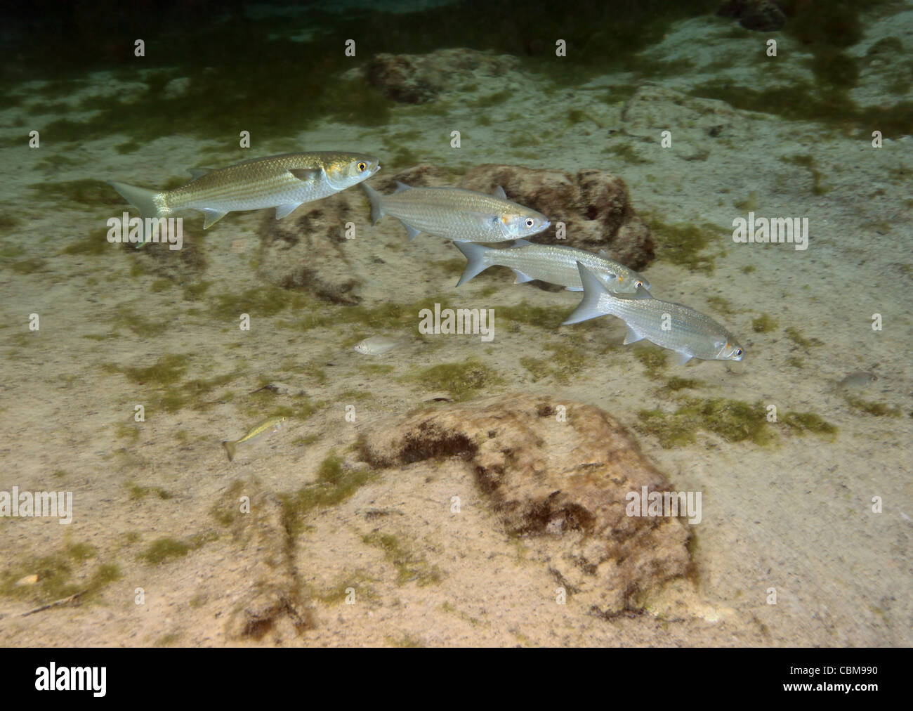 A small school of Grey Mullet swim in formation. Stock Photo